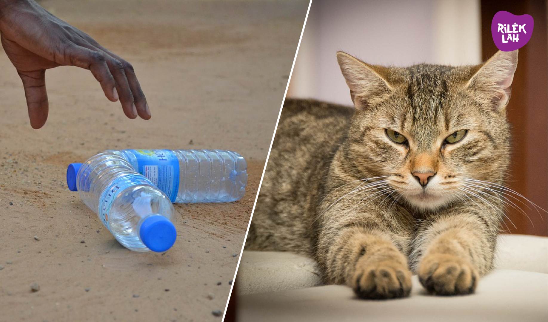 Petua Elak Kucing Kencing Di Kawasan Rumah u2013 Katanya Menjadi 