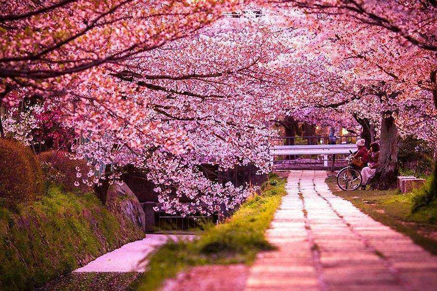 Tarikh Bunga  Sakura Mekar di  Seluruh Jepun  Untuk Tahun 