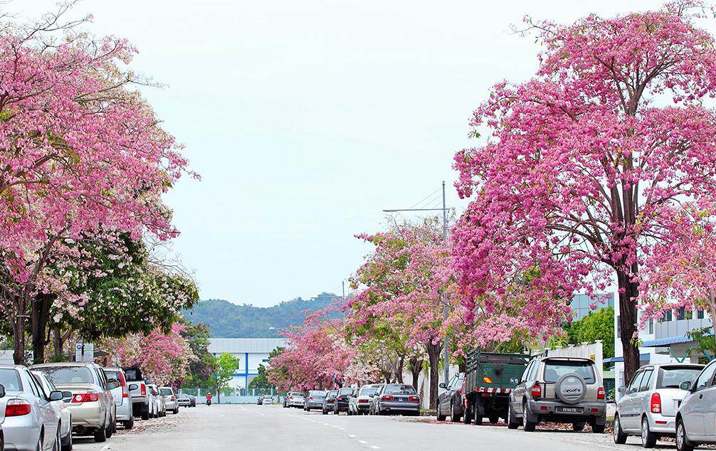 Tak Perlu Pergi Jauh Kat Kedah Pun Ada Musim Bunga "Sakura ...
