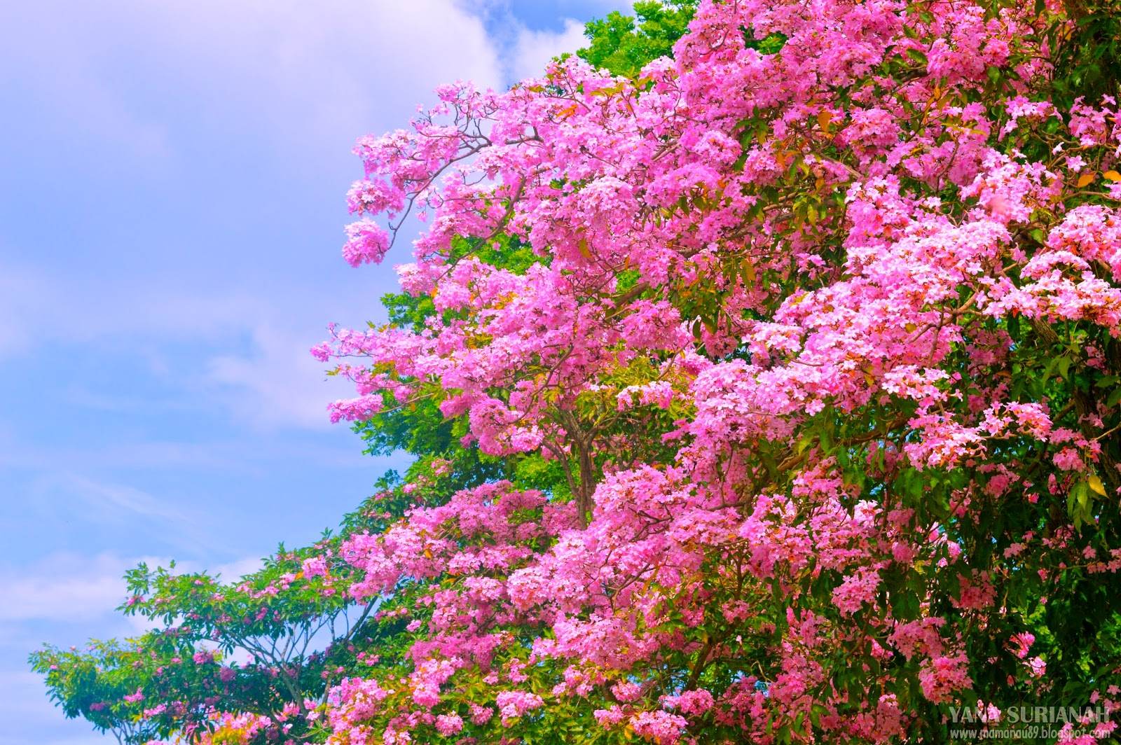 Tak Perlu Pergi Jauh Kat Kedah Pun Ada Musim Bunga  Sakura  