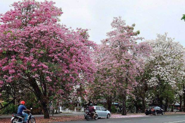 Tak Perlu Pergi Jauh Kat Kedah Pun Ada Musim Bunga Sakura 