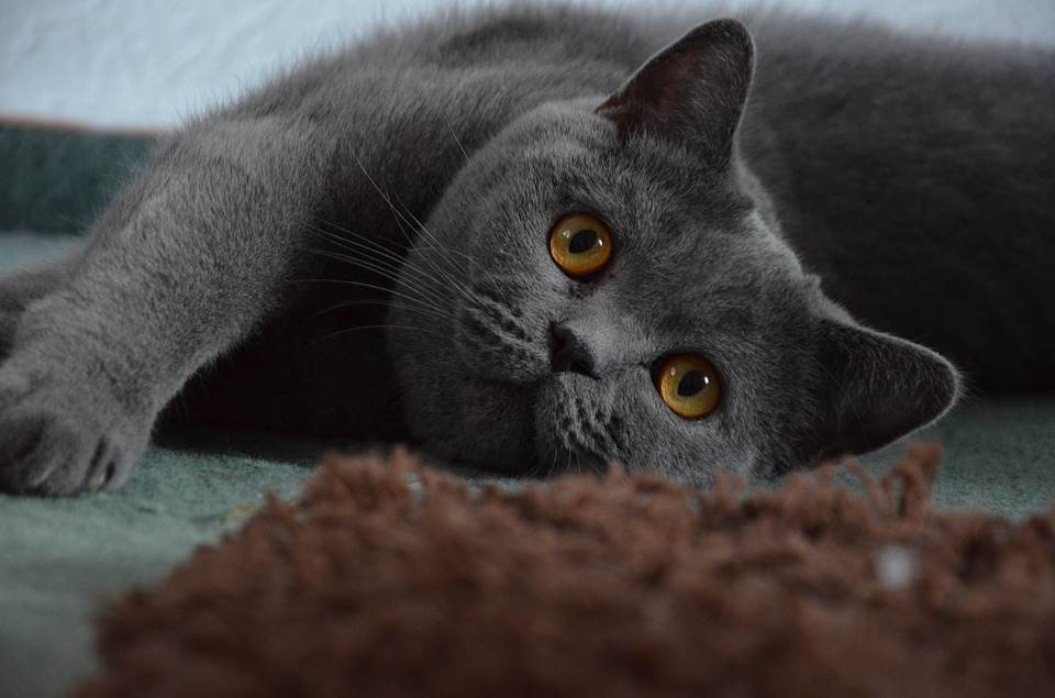 Baka Kucing Paling Cantik Dan Comel Dalam Dunia, Ada 12 Kesemuanya