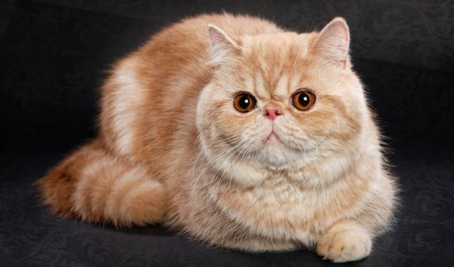 Baka Kucing Paling Cantik Dan Comel Dalam Dunia, Ada 12 Kesemuanya 