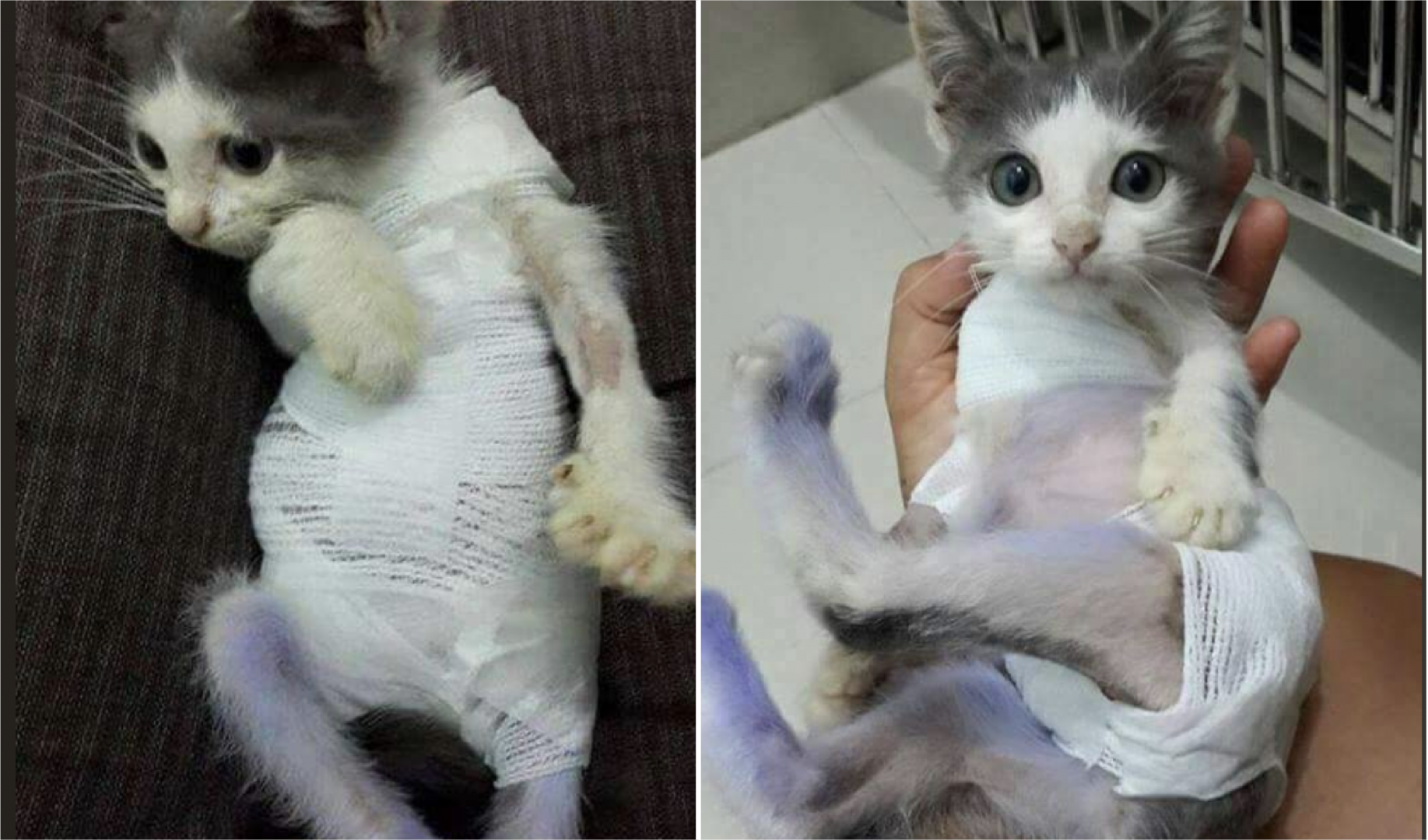 Lihat Kucing Ini Terburai Isi Perut Setelah Dibuang Namun Akhirnya 