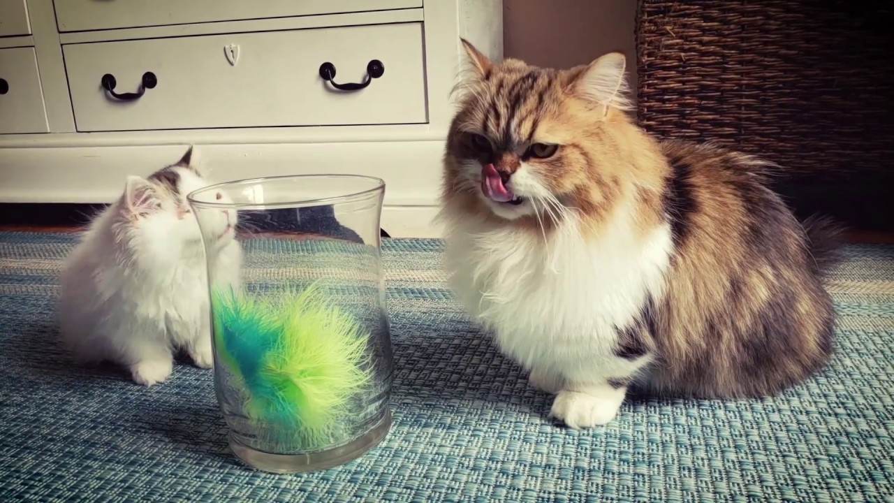 Munchkin Cat u2013 Fakta Menarik Tentang Kucing Kontot Pendek Yang 