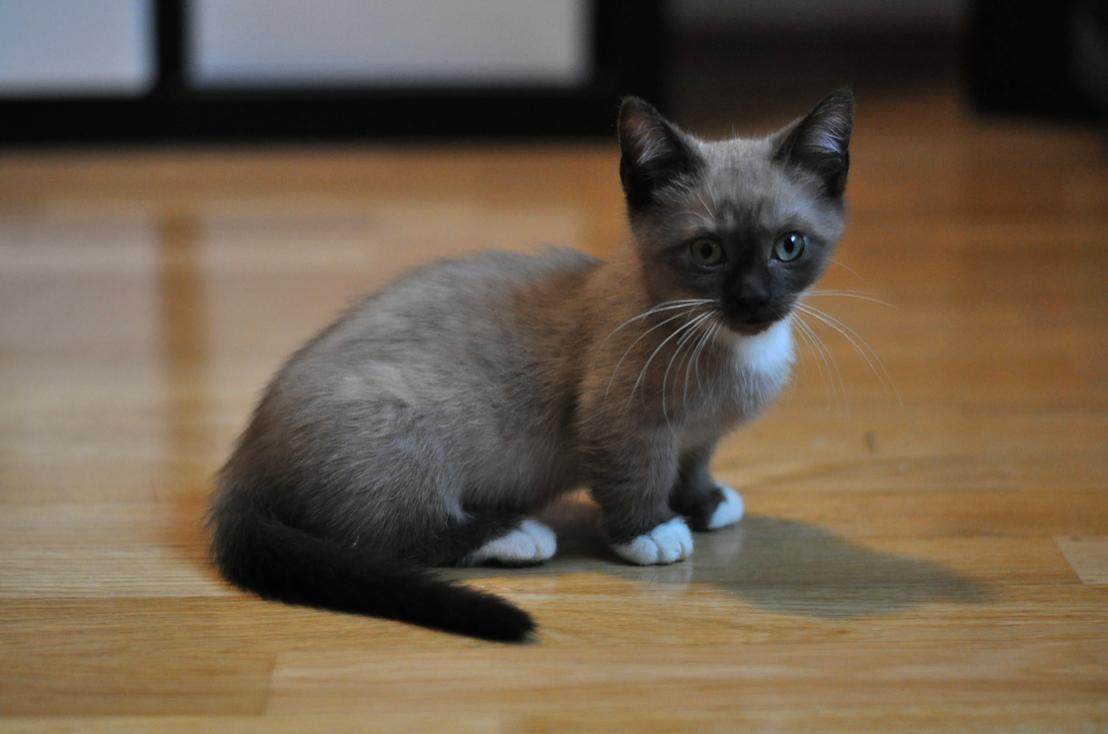 Munchkin Cat u2013 Fakta Menarik Tentang Kucing Kontot Pendek Yang 