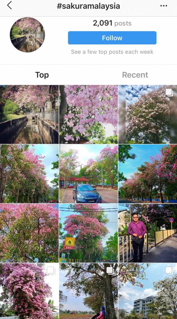 4 Negeri Di Malaysia Alami Musim Bunga Sakura Seperti Di ...