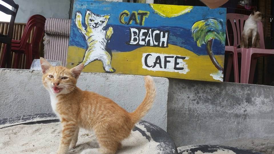 Cat Beachu0027 Penang Destinasi Wajib Bagi Si Pencinta Kucing 