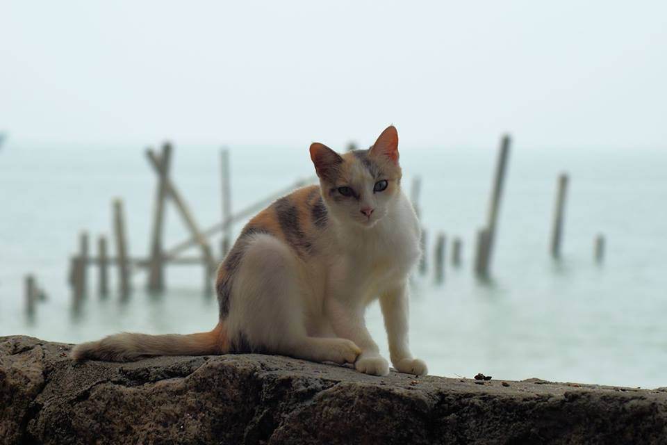 Cat Beachu0027 Penang Destinasi Wajib Bagi Si Pencinta Kucing 