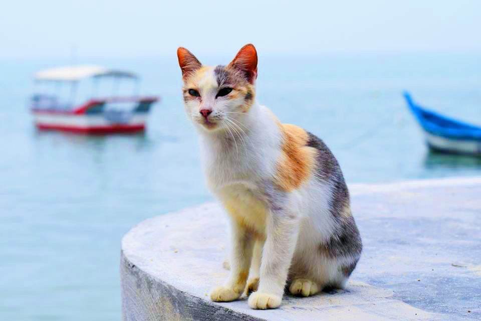 Cat Beachu0027 Penang Destinasi Wajib Bagi Si Pencinta Kucing 