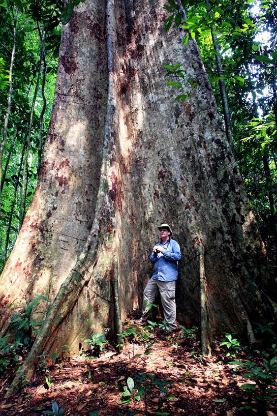 Jom Tengok Pokok Terbesar Di Malaysia, Dekat Tasik Kenyir ...