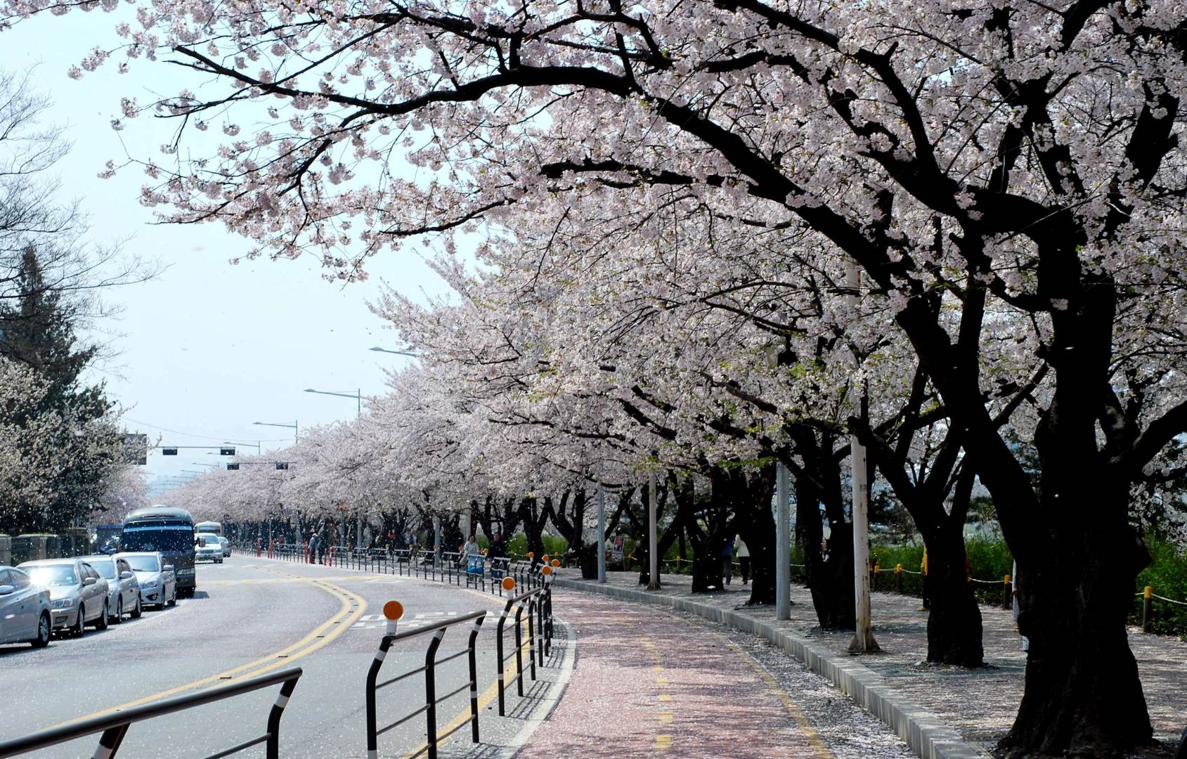Rugi Kalau Tak Singgah Ke 9 Lokasi Musim Bunga Terbaik Di Korea Ini Rileklah Com