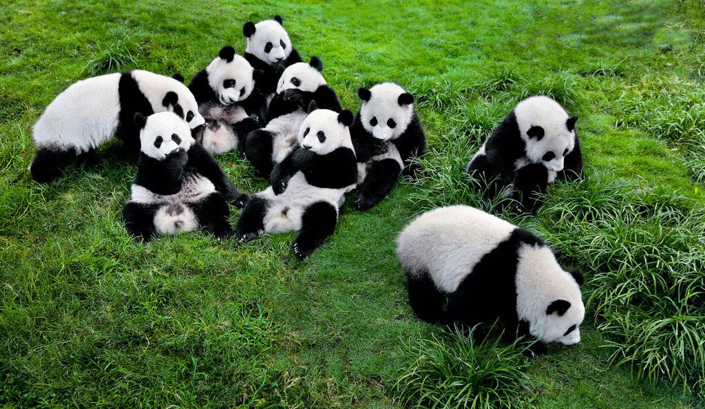 China Bakal Ada Taman Negara Beruang  Panda  Rileklah com