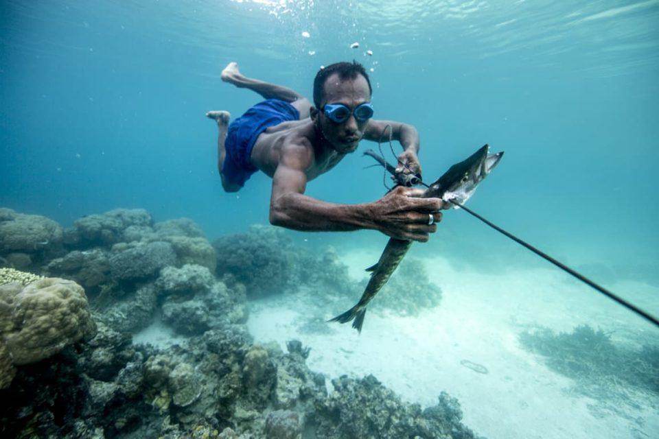Bajau spearfishing underwater