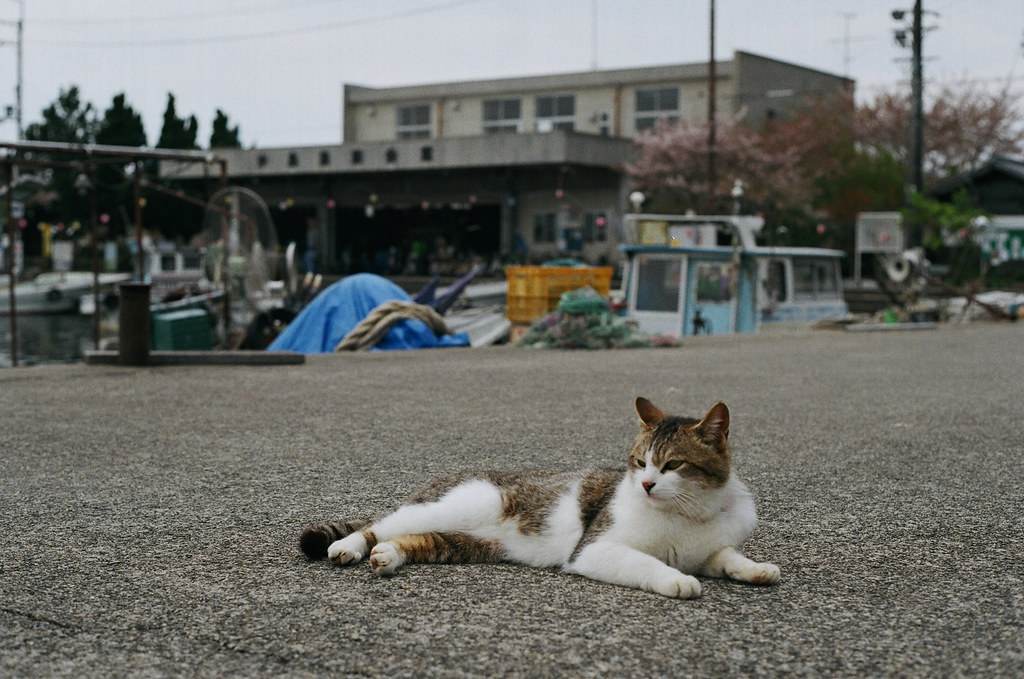 Teringin Ke Pulau Kucing? Singapura Pun Ada u2013 Pulau St. John 