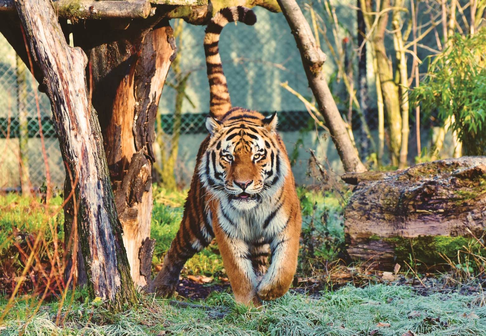  Harimau Liar  Kejar Kenderaan Safari Yang Penuh Dengan 