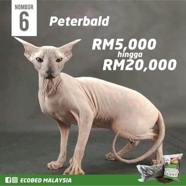 Seekor Boleh Cecah Harga Sebuah Rumah. Ini 10 Baka Kucing Termahal 