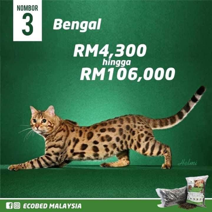 Harga kucing bengal malaysia